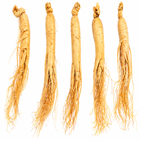 Korean White Ginseng Root – 100% Natural Premium Ginseng | Energy, Stamina & Immune Support | Dried Whole Roots
